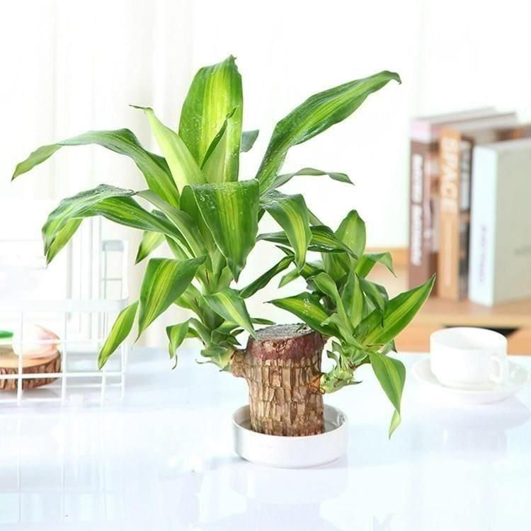 SYMZ Mini Green Oasis: Brazilian Lucky Wood for Home & Office