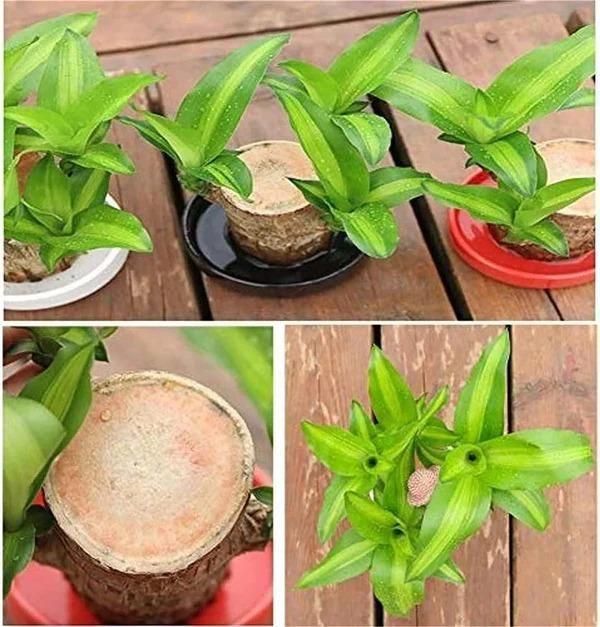SYMZ Mini Green Oasis: Brazilian Lucky Wood for Home & Office