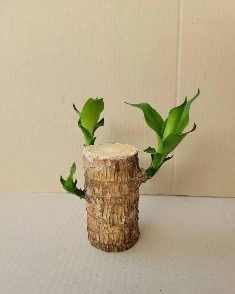 SYMZ Mini Green Oasis: Brazilian Lucky Wood for Home & Office