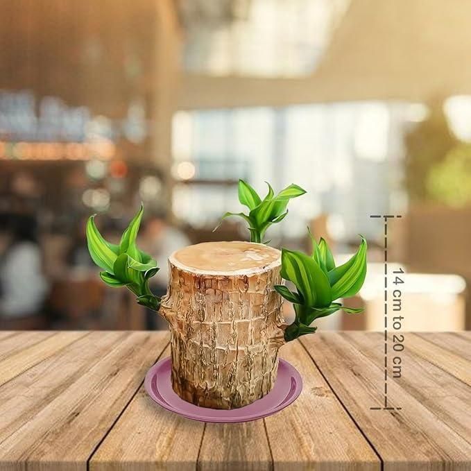 SYMZ Mini Green Oasis: Brazilian Lucky Wood for Home & Office