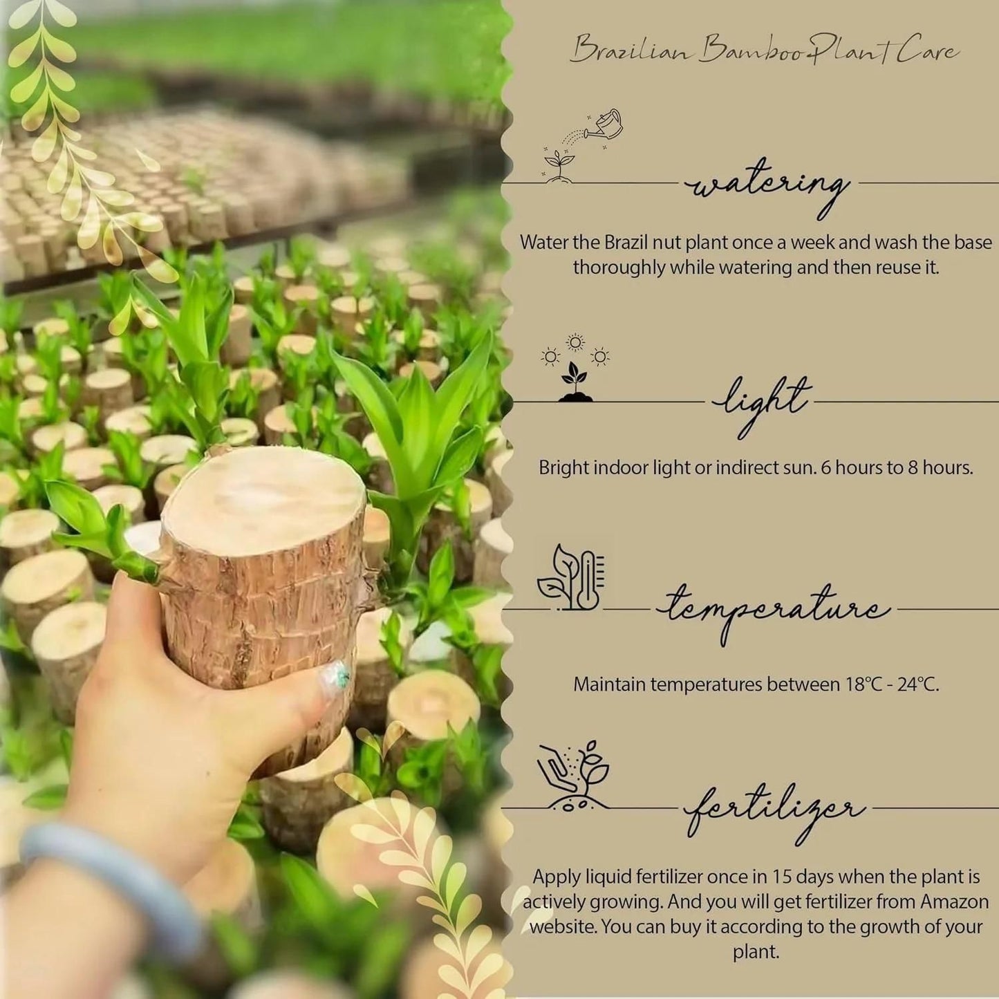 SYMZ Mini Green Oasis: Brazilian Lucky Wood for Home & Office