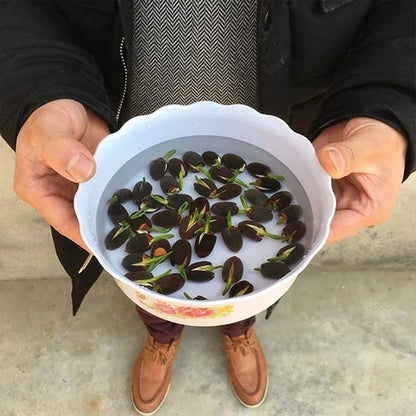 Bonsai Lotus Flower Seeds