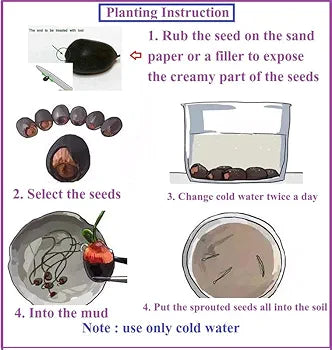 Bonsai Lotus Flower Seeds