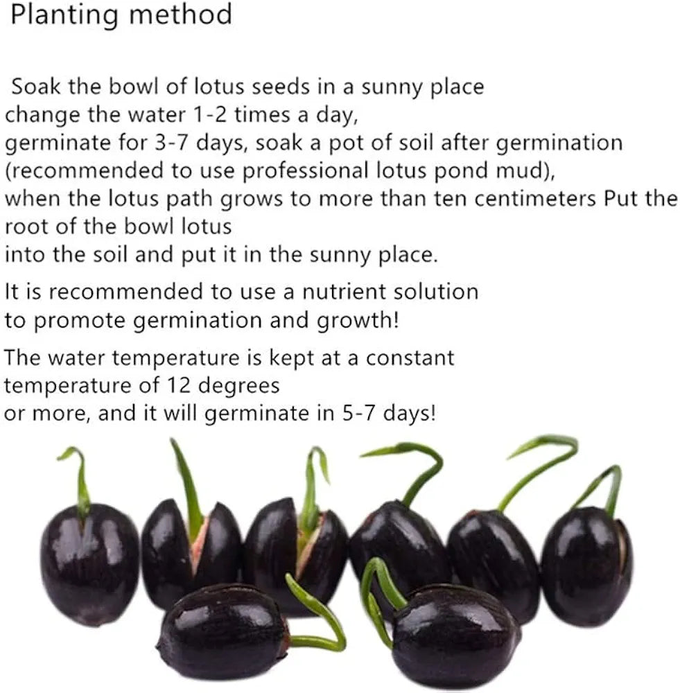 Bonsai Lotus Flower Seeds