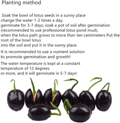 Bonsai Lotus Flower Seeds