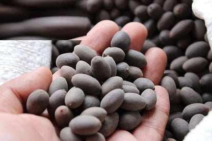 Bonsai Lotus Flower Seeds