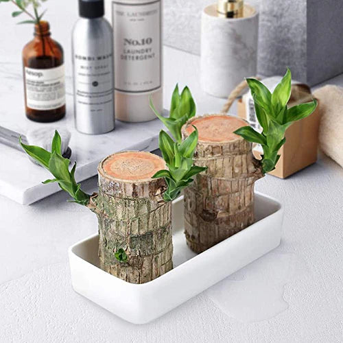 SYMZ Mini Green Oasis: Brazilian Lucky Wood for Home & Office