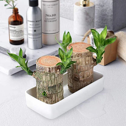 SYMZ Mini Green Oasis: Brazilian Lucky Wood for Home & Office