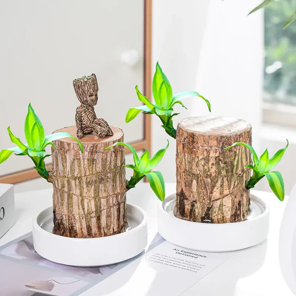 SYMZ Mini Green Oasis: Brazilian Lucky Wood for Home & Office