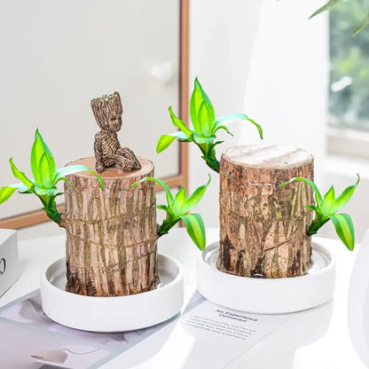 SYMZ Mini Green Oasis: Brazilian Lucky Wood for Home & Office