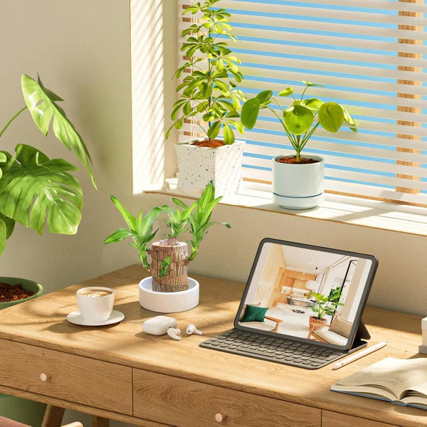 SYMZ Mini Green Oasis: Brazilian Lucky Wood for Home & Office